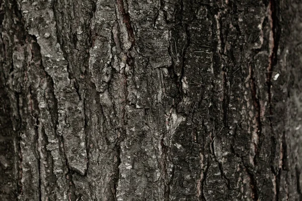 Präglad Konsistens Ett Träds Bruna Bark — Stockfoto