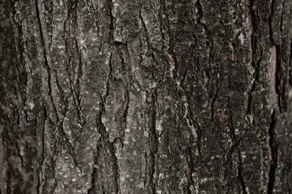 Bir ağacın kahverengi kabuğunun kabartmalı dokusu.