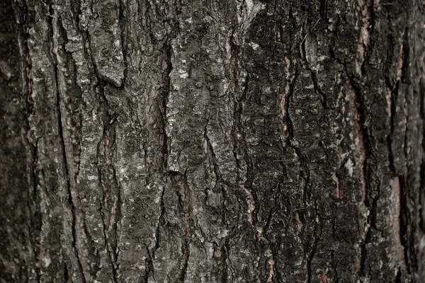 Bir ağacın kahverengi kabuğunun kabartmalı dokusu.