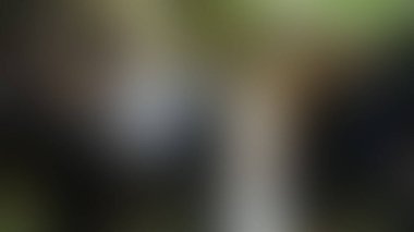 Bulanık arkaplan dokusu temasıName