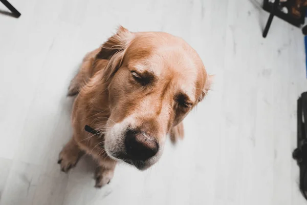 Muito Bonito Doce Cão Golden Retriever — Fotografia de Stock