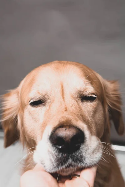 Very Cute Sweet Dog Golden Retriever — Fotografia de Stock