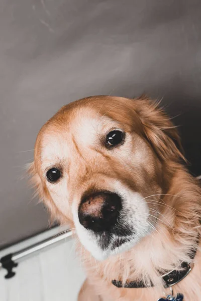 Velmi Roztomilý Sladký Pes Zlatý Retrívr — Stock fotografie