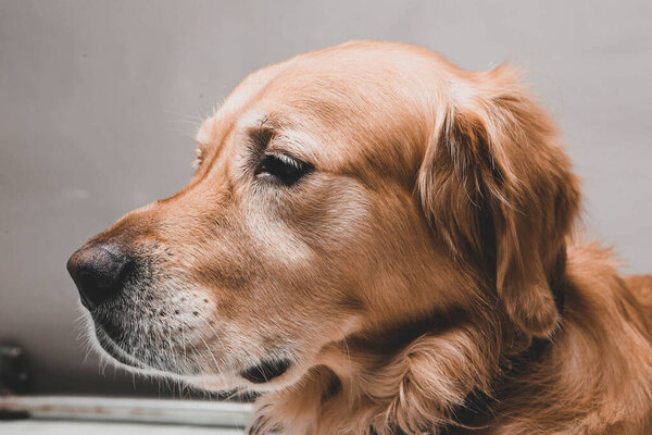 Very cute and sweet dog, golden retriever