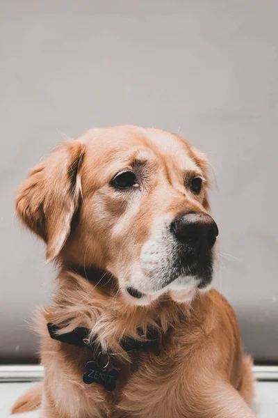 Πολύ Χαριτωμένο Και Γλυκό Σκυλί Golden Retriever — Φωτογραφία Αρχείου