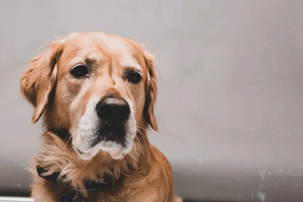 Very Cute Sweet Dog Golden Retriever — Stock Photo, Image