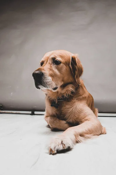 Πολύ Χαριτωμένο Και Γλυκό Σκυλί Golden Retriever — Φωτογραφία Αρχείου