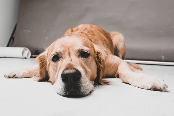 Muito Bonito Doce Cão Golden Retriever — Fotografia de Stock