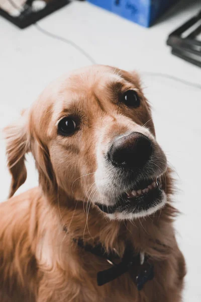 Çok Tatlı Bir Köpek Golden Retriever — Stok fotoğraf