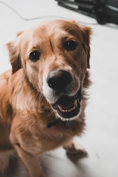 Πολύ Χαριτωμένο Και Γλυκό Σκυλί Golden Retriever — Φωτογραφία Αρχείου