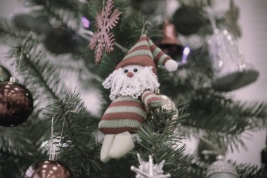 Çam Noel ağacı hediyesi.