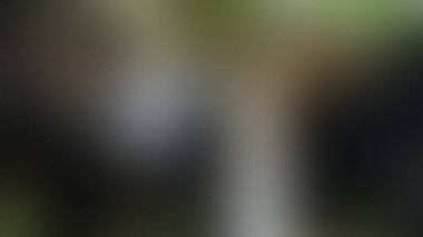 Bulanık arkaplan dokusu temasıName