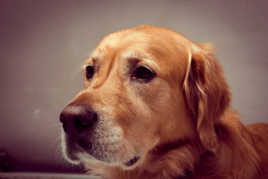 Çok tatlı bir köpek, golden retriever.
