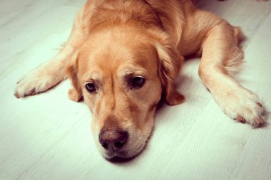 Çok tatlı bir köpek, golden retriever.