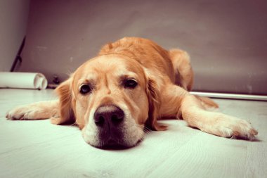 Çok tatlı bir köpek, golden retriever.