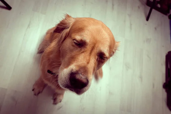 Very Cute Sweet Dog Golden Retriever — Stock Photo, Image