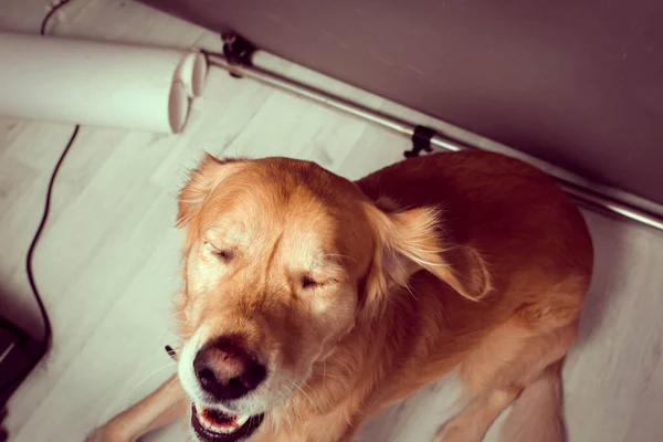 Very Cute Sweet Dog Golden Retriever — Foto Stock