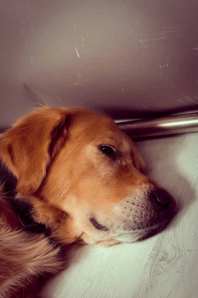 Çok Tatlı Bir Köpek Golden Retriever — Stok fotoğraf