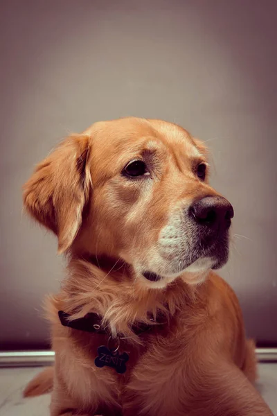 Sehr Süßer Und Süßer Hund Golden Retriever — Stockfoto