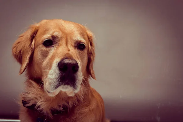 Sehr Süßer Und Süßer Hund Golden Retriever — Stockfoto