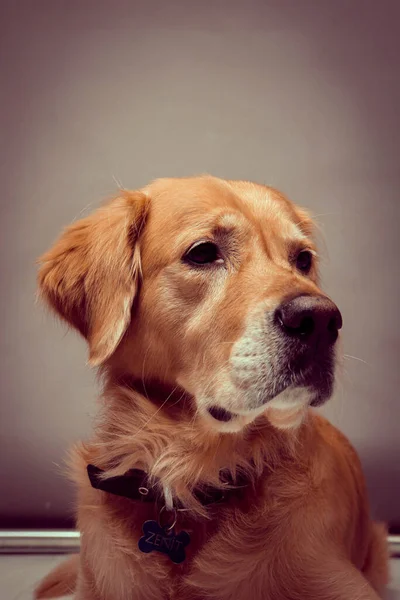 Çok Tatlı Bir Köpek Golden Retriever — Stok fotoğraf