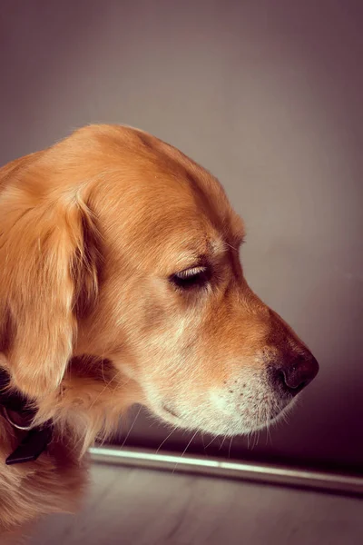 Sehr Süßer Und Süßer Hund Golden Retriever — Stockfoto