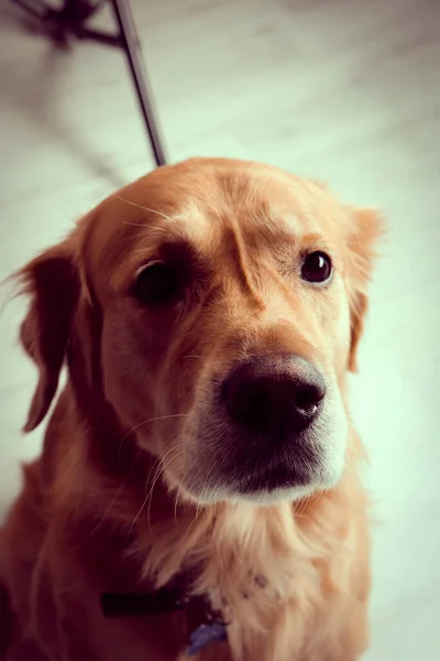 Милая Милая Собака Золотистый Ретривер — стоковое фото