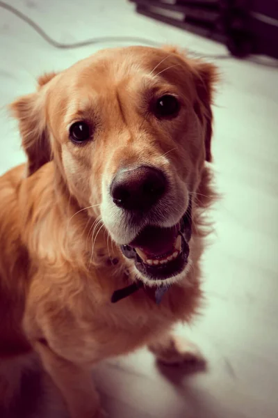 Muito Bonito Doce Cão Golden Retriever — Fotografia de Stock