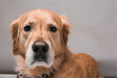 Çok tatlı bir köpek, golden retriever.