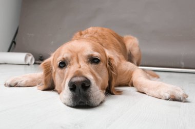 Çok tatlı bir köpek, golden retriever.