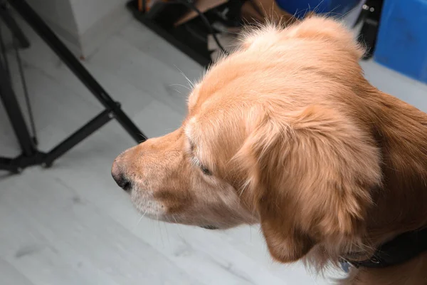 Πολύ Χαριτωμένο Και Γλυκό Σκυλί Golden Retriever — Φωτογραφία Αρχείου