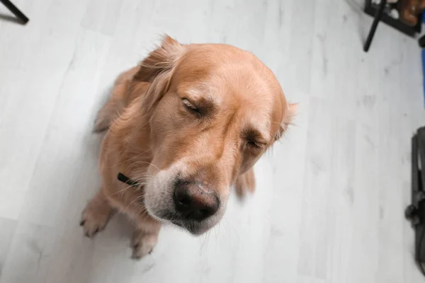 Very Cute Sweet Dog Golden Retriever — 图库照片