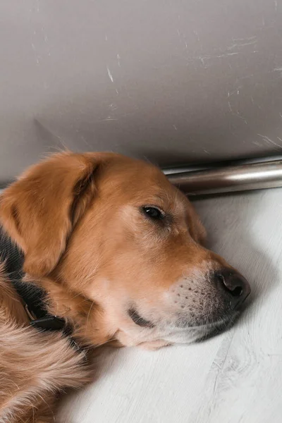 Very Cute Sweet Dog Golden Retriever — Stockfoto