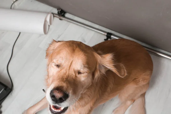 Sehr Süßer Und Süßer Hund Golden Retriever — Stockfoto