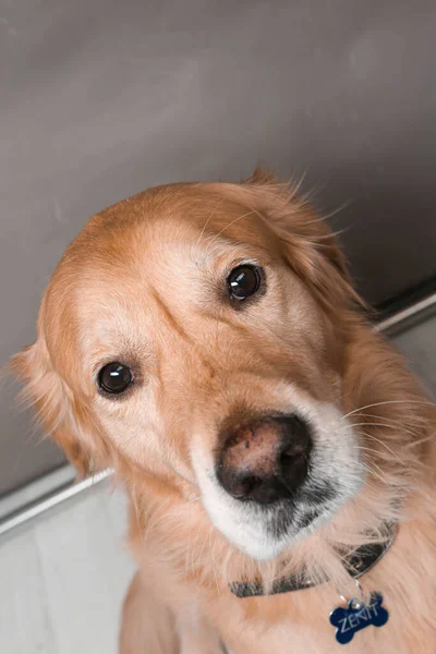 Πολύ Χαριτωμένο Και Γλυκό Σκυλί Golden Retriever — Φωτογραφία Αρχείου