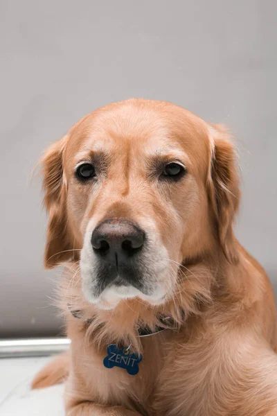 Muito Bonito Doce Cão Golden Retriever — Fotografia de Stock