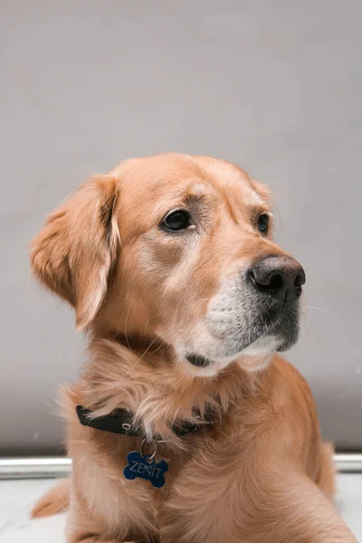 Muito Bonito Doce Cão Golden Retriever — Fotografia de Stock