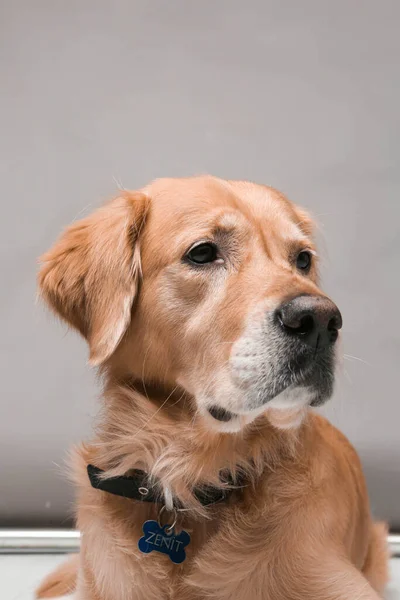 Muito Bonito Doce Cão Golden Retriever — Fotografia de Stock