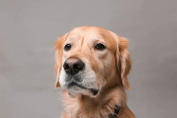 Милая Милая Собака Золотистый Ретривер — стоковое фото