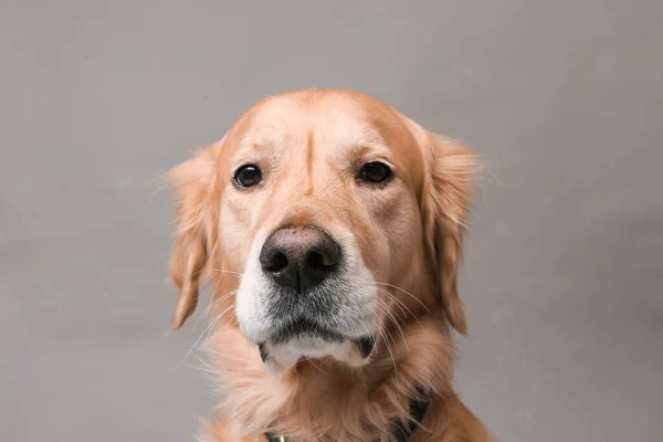 Very Cute Sweet Dog Golden Retriever — Stockfoto