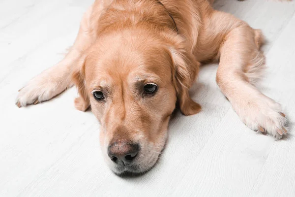 Very Cute Sweet Dog Golden Retriever — Stockfoto