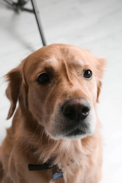 Πολύ Χαριτωμένο Και Γλυκό Σκυλί Golden Retriever — Φωτογραφία Αρχείου