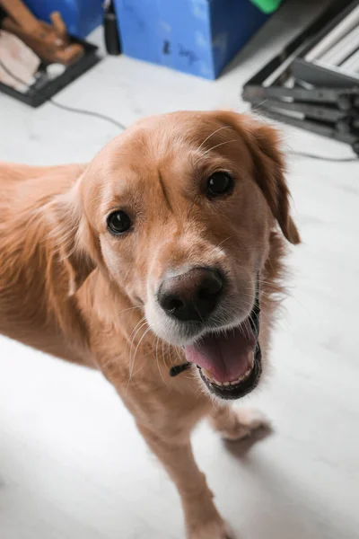 とてもかわいいと甘い犬 黄金の取得 — ストック写真