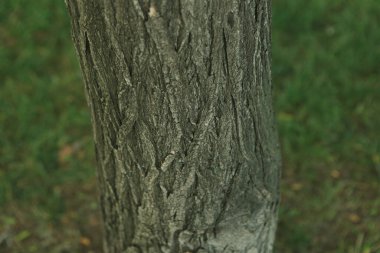 Bir ağacın kahverengi kabuğunun kabartmalı dokusu.