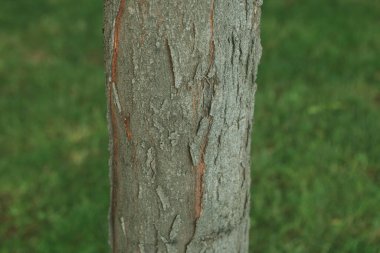 Bir ağacın kahverengi kabuğunun kabartmalı dokusu.