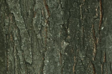 Bir ağacın kahverengi kabuğunun kabartmalı dokusu.