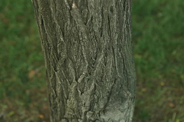 Bedrukte Textuur Van Bruine Schors Van Een Boom — Stockfoto