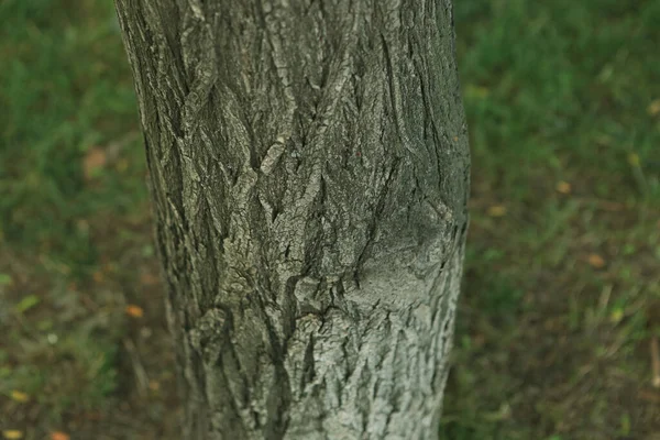 Textura Relevo Casca Castanha Uma Árvore — Fotografia de Stock