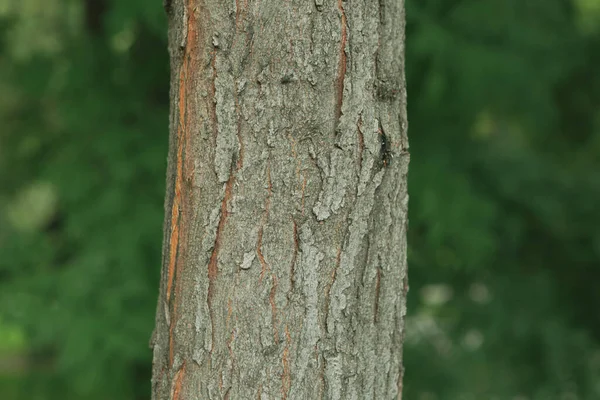 Bedrukte Textuur Van Bruine Schors Van Een Boom — Stockfoto