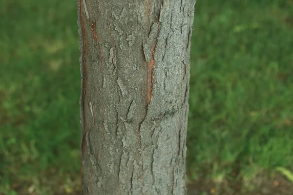 Bedrukte Textuur Van Bruine Schors Van Een Boom — Stockfoto